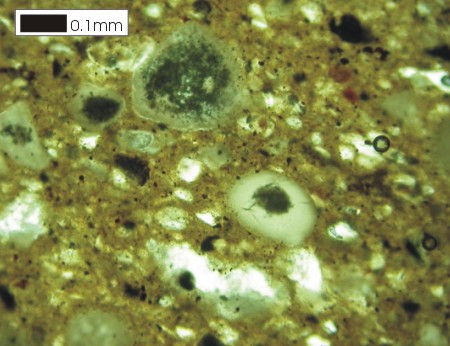 Phosphate Ooid - Plain polarised light